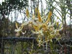jardin d'orchidees 07.jpg